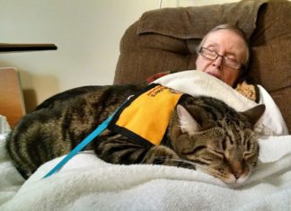 Gatti in ospedale