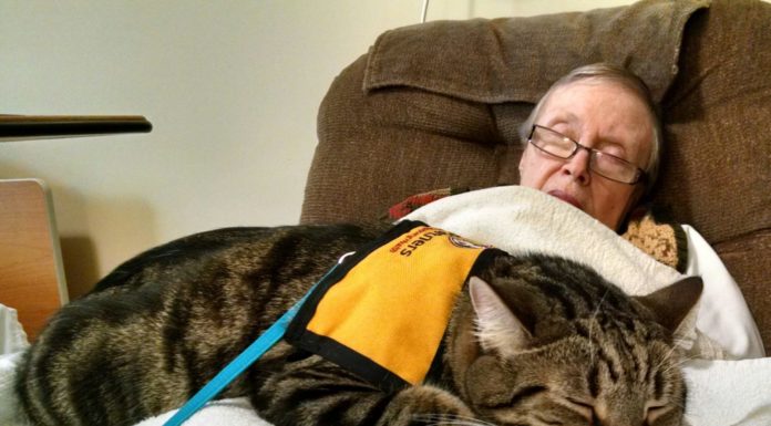 Porte aperte negli ospedali per gli amici gatti Gatti in ospedale