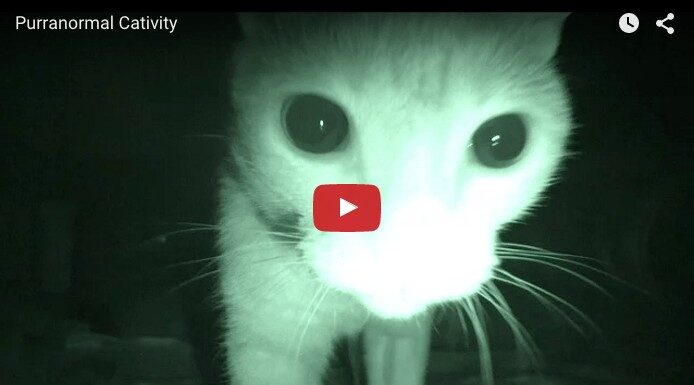 Quando gli umani dormono, i gatti ballano