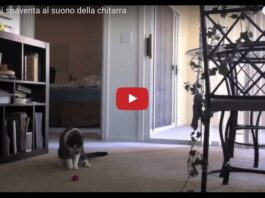 Gatto si spaventa al suono della chitarra