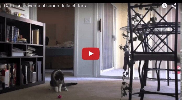 Gatto si spaventa al suono della chitarra