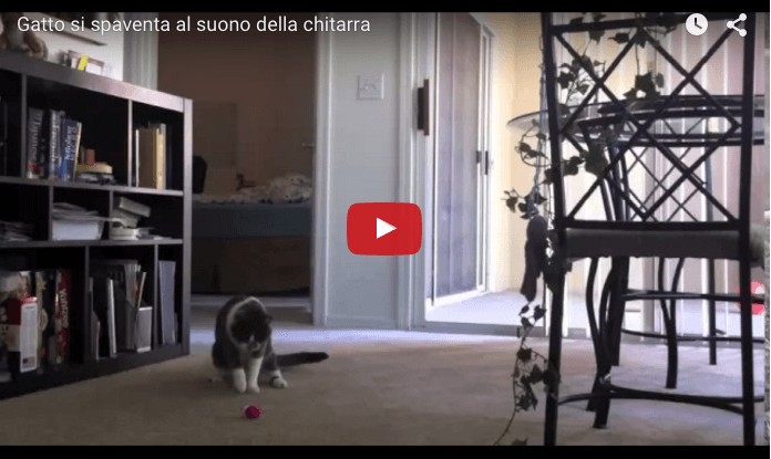 Gatto si spaventa al suono della chitarra