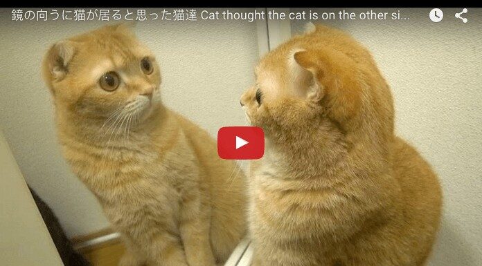 Allo specchio chi c’è?