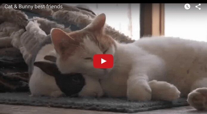 Gatto e coniglio amici per la pelle