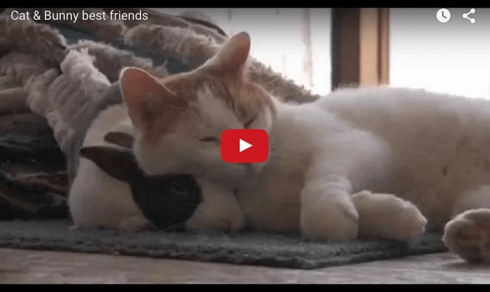 Gatto e coniglio amici per la pelle