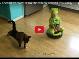 Baby Frankenstein & Roomba cat