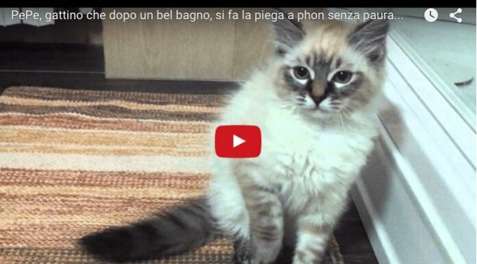 Pepe, il gatto che ama il phon