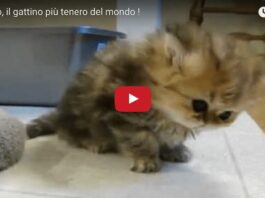 Gattino tenero