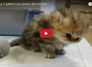 Gattino tenero