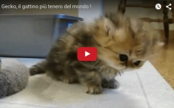 Gecko, il gattino più tenero al mondo Gattino tenero