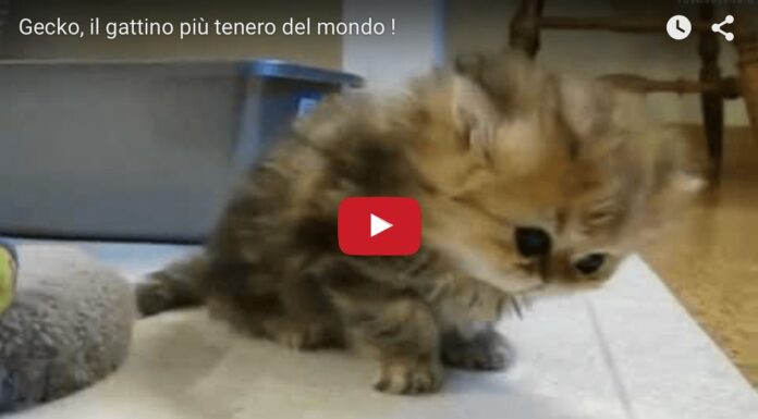 Gecko, il gattino più tenero al mondo Gattino tenero
