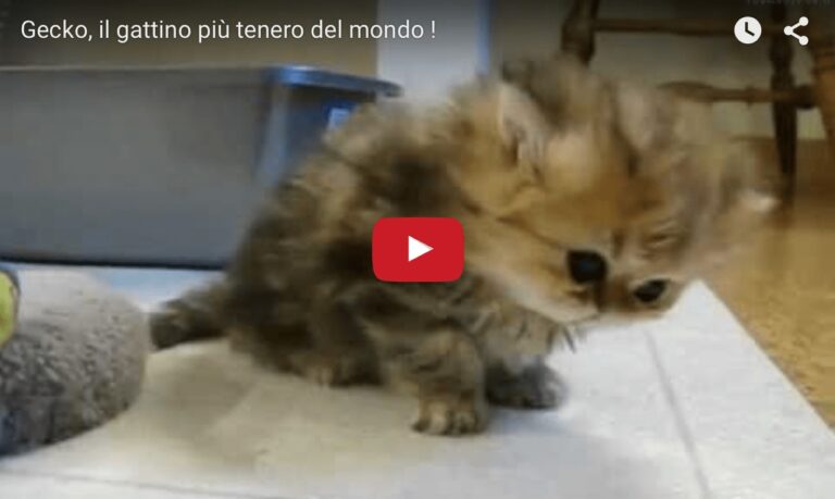 Gattino tenero