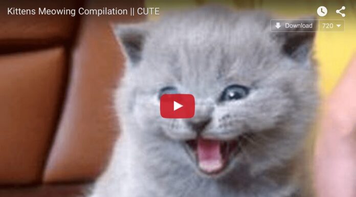 Gattini miagolanti, la compilation Gattini miagolanti