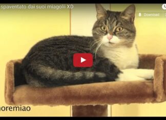 Gatto sente la sua voce e si spaventa