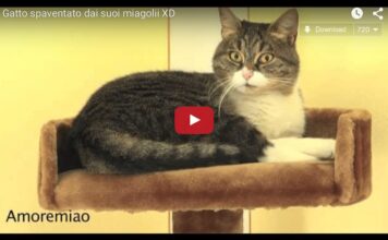 Gatto sente la sua voce e si spaventa Gatto sente la sua voce e si spaventa