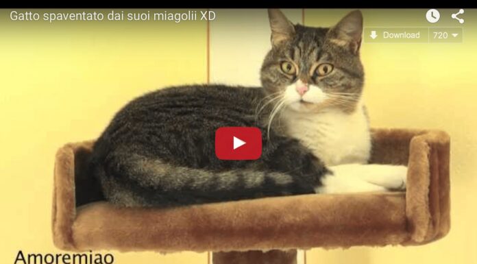 Gatto sente la sua voce e si spaventa Gatto sente la sua voce e si spaventa