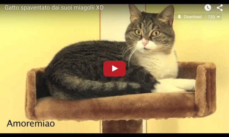 Gatto sente la sua voce e si spaventa