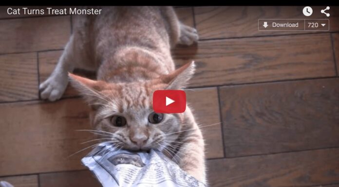 Giù le zampe dalla mia pappa! Giù le zampe