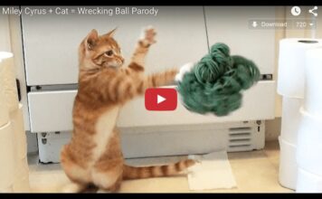 Gatti giocherelloni Gatti e gomitolo