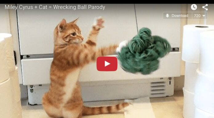 Gatti giocherelloni Gatti e gomitolo