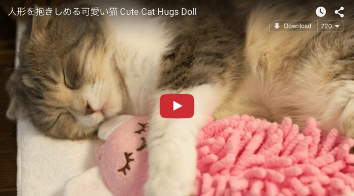 Questo micio dorme con la sua “dolly” Gattino dorme con bambola