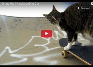 Gatto in skateboard