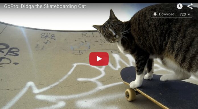 Andiamo in skateboard? Gatto in skateboard