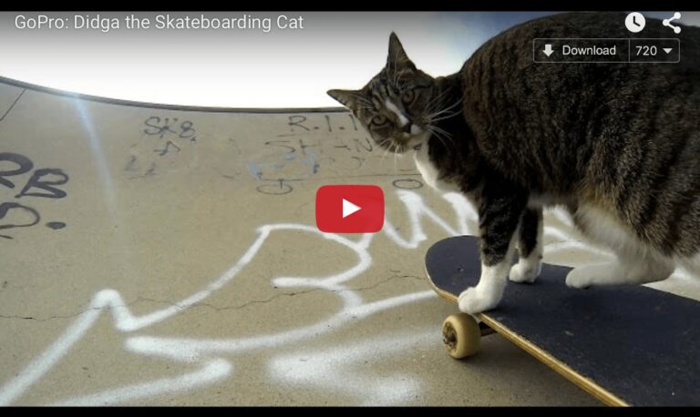 Gatto in skateboard