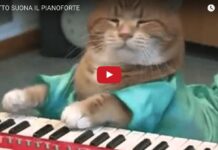 Gatto suona il pianoforte