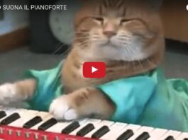 Gatto suona il pianoforte