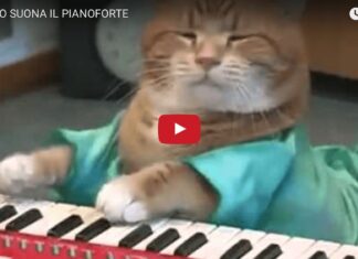 Gatto suona il pianoforte