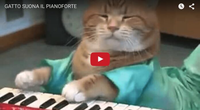 Gatto pianista Gatto suona il pianoforte