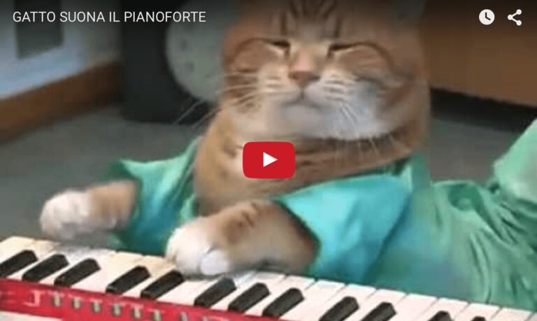 Gatto suona il pianoforte
