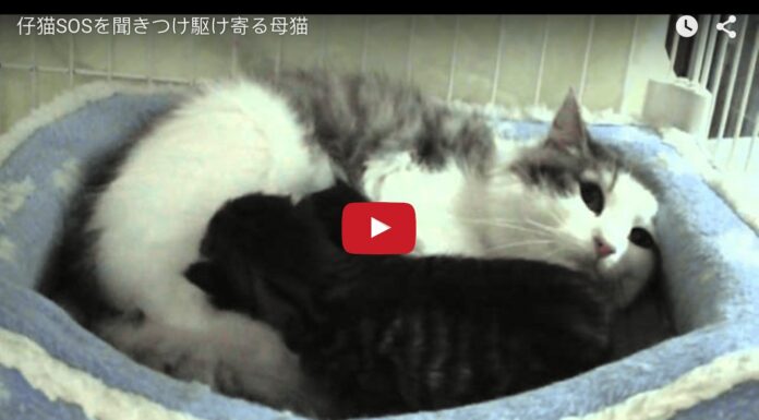 Mamma gatta accudisce i suoi gattini e parla con loro Mamma gatta