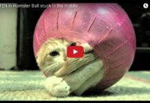 Gatto nella palla di un criceto