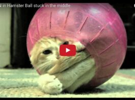 Gatto nella palla di un criceto