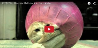 Gatto nella palla di un criceto