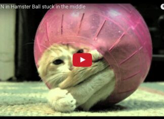 Gatto nella palla di un criceto