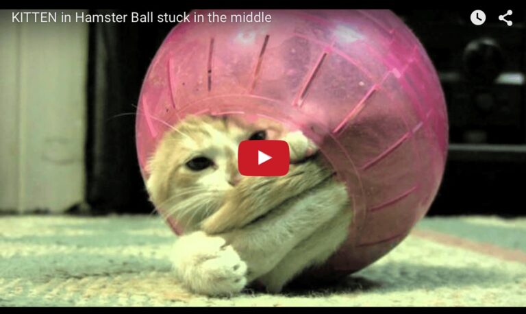Gatto nella palla di un criceto