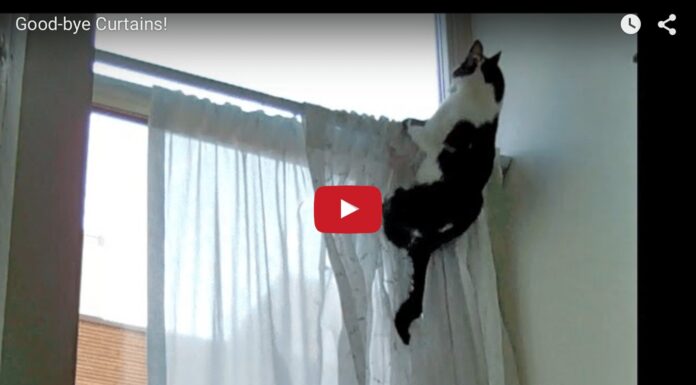 Kodi e Shorty giocano insieme Gatti che giocano