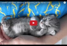 Gattino dorme e sogna