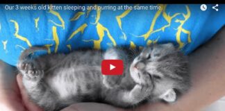 Gattino dorme e sogna