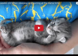 Gattino dorme e sogna