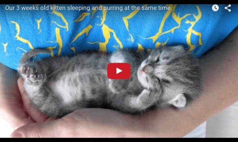 Gattino dorme e sogna