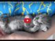 Gattino di 3 settimane dorme e sogna Gattino dorme e sogna