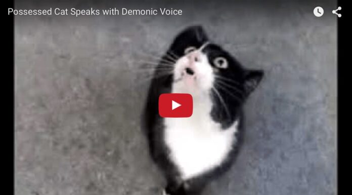 La voce di questo gatto fa paura! Gatto posseduto