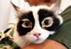 Gatti dal pelo insolito