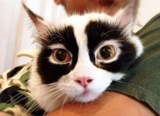 Gatti dal pelo insolito