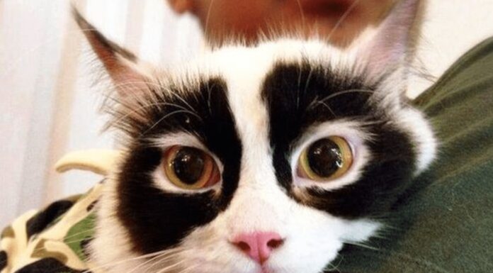 Gatti dal manto insolito Gatti dal pelo insolito