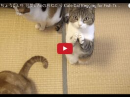 Gattino supplica per avere la pappa